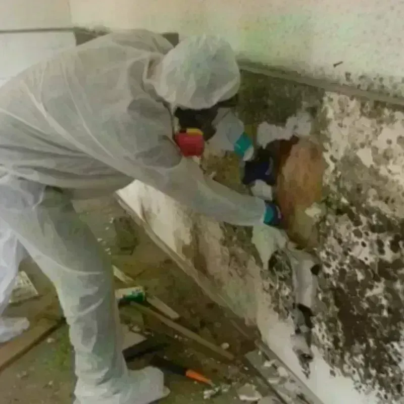 Mold Remediation and Removal in Northcrest, TX